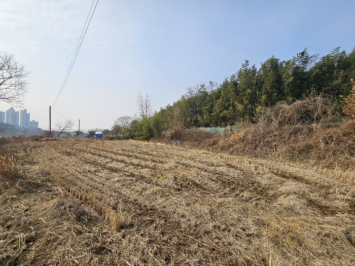 충청남도 서산시 대산읍 대산리 323 외 1필지 전 경매 사진 8
