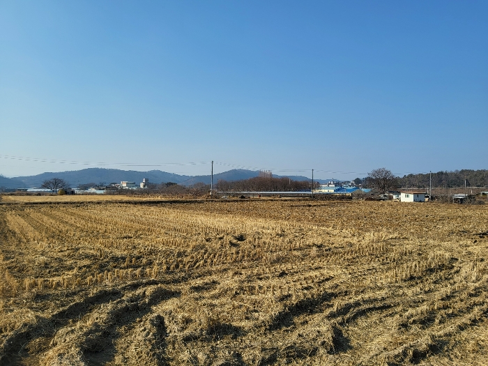 경상북도 영천시 봉동 719-20 외 1필지 답 경매 사진 4