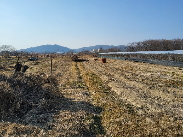 경상북도 영천시 봉동 719-20 외 1필지 답 경매 사진 5