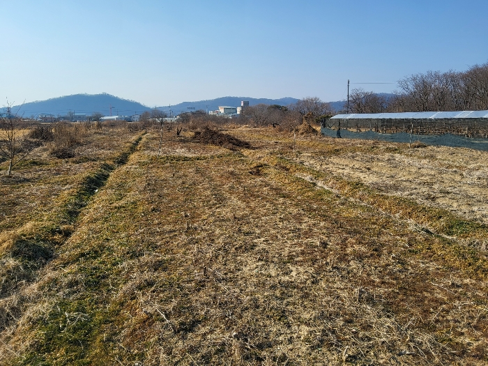 경상북도 영천시 봉동 719-20 외 1필지 답 경매 사진 7