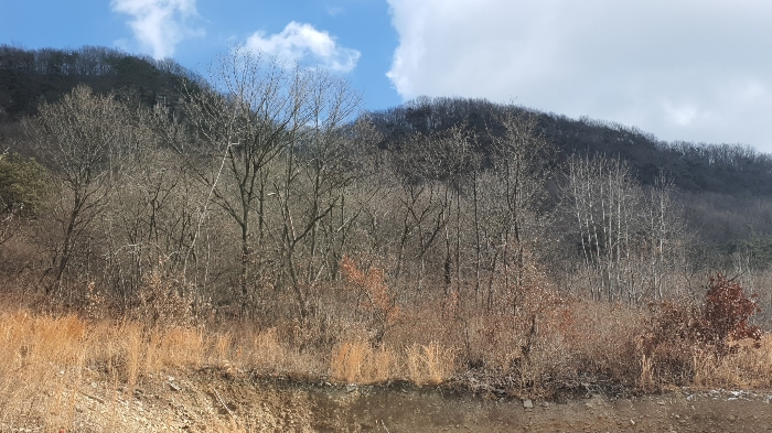 전라남도 화순군 동면 복암리 459-56 외 1필지 과수원 경매 사진 5