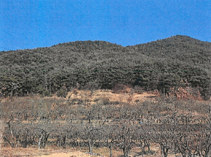 경상북도 청도군 매전면 하평리 산2 외 2필지 임야 경매 사진 1