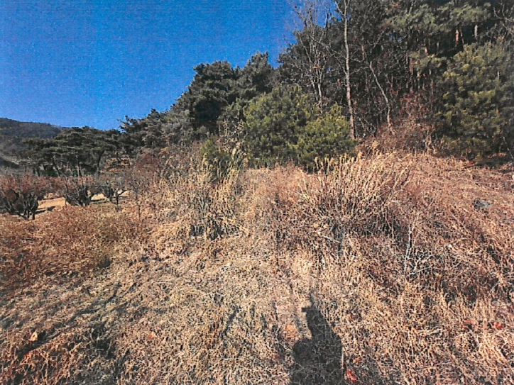 경상북도 청도군 매전면 하평리 산2 외 2필지 임야 경매 사진 3