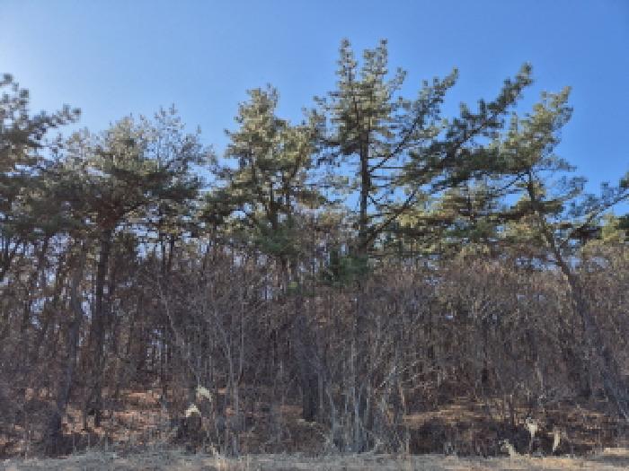 울산광역시 울주군 서생면 용리 산7-6 외 3필지 임야 경매 사진 3