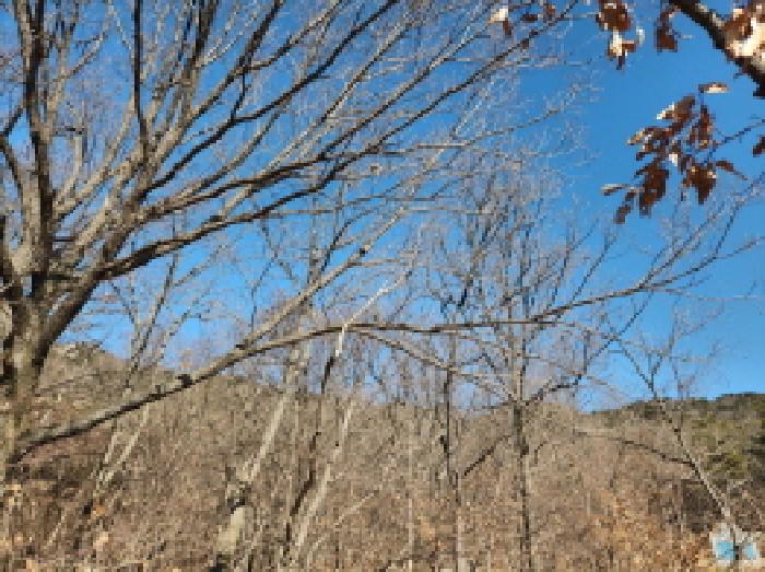 인천광역시 강화군 삼산면 매음리 649-7 외 1필지 임야 경매 사진 4