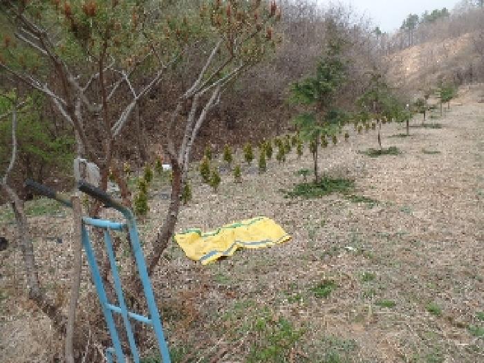 충청남도 계룡시 엄사면 도곡리 산20 임야 경매 사진 35