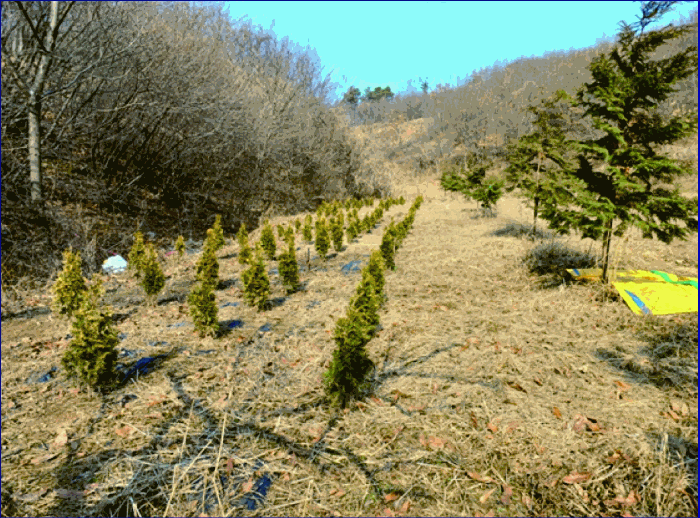 충청남도 계룡시 엄사면 도곡리 산20 임야 경매 사진 52