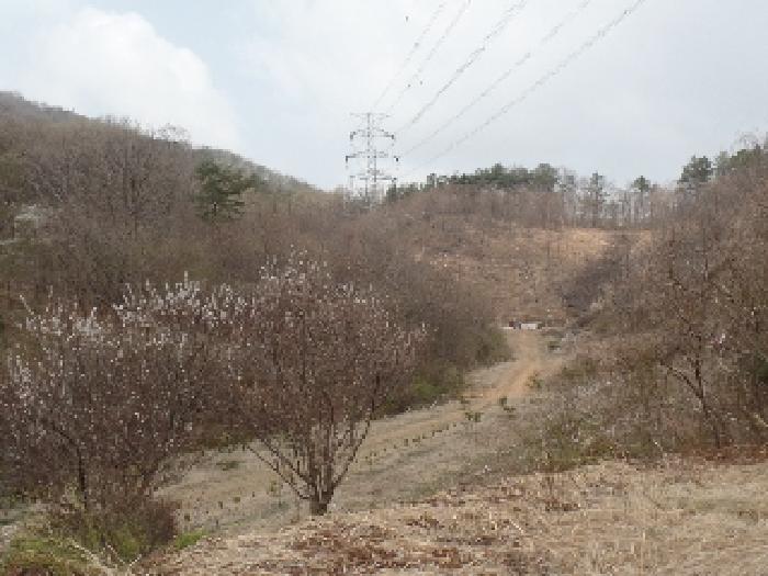 충청남도 계룡시 엄사면 도곡리 산20 임야 경매 사진 40