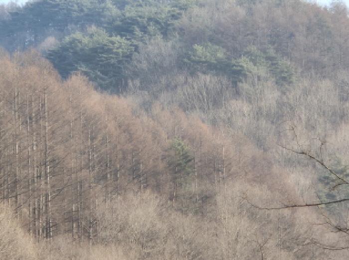 경상북도 영양군 석보면 화매리 산120 외 1필지 임야 경매 사진 1