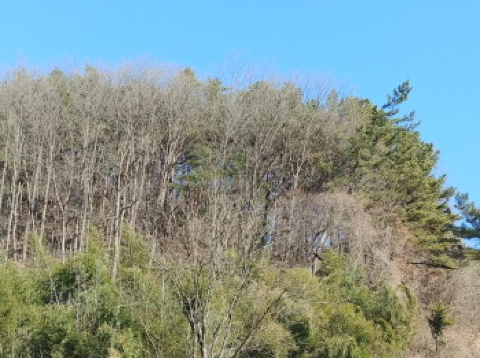 충청남도 금산군 진산면 엄정리 산10 외 7필지 임야 경매 사진 2