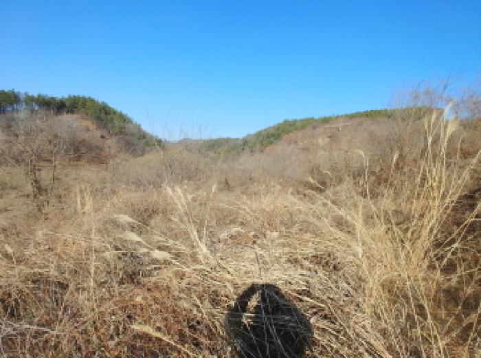충청남도 금산군 진산면 엄정리 산10 외 7필지 임야 경매 사진 11