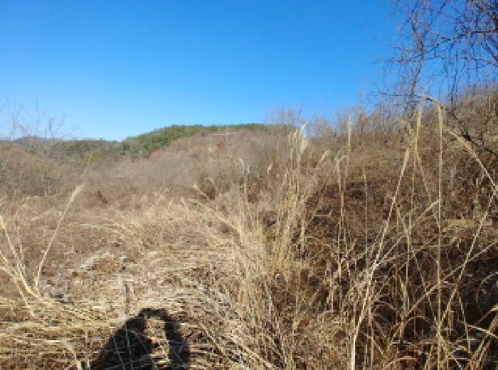 충청남도 금산군 진산면 엄정리 산10 외 7필지 임야 경매 사진 12