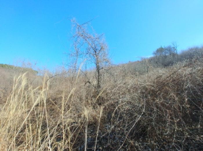 충청남도 금산군 진산면 엄정리 산10 외 7필지 임야 경매 사진 13