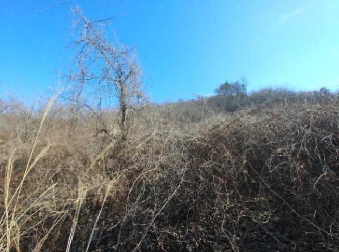 충청남도 금산군 진산면 엄정리 산10 외 7필지 임야 경매 사진 14