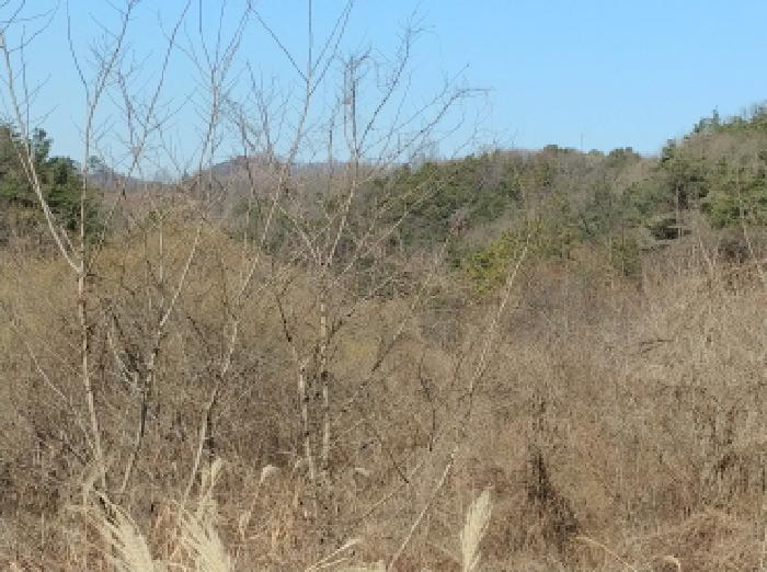 충청남도 금산군 진산면 엄정리 산10 외 7필지 임야 경매 사진 15