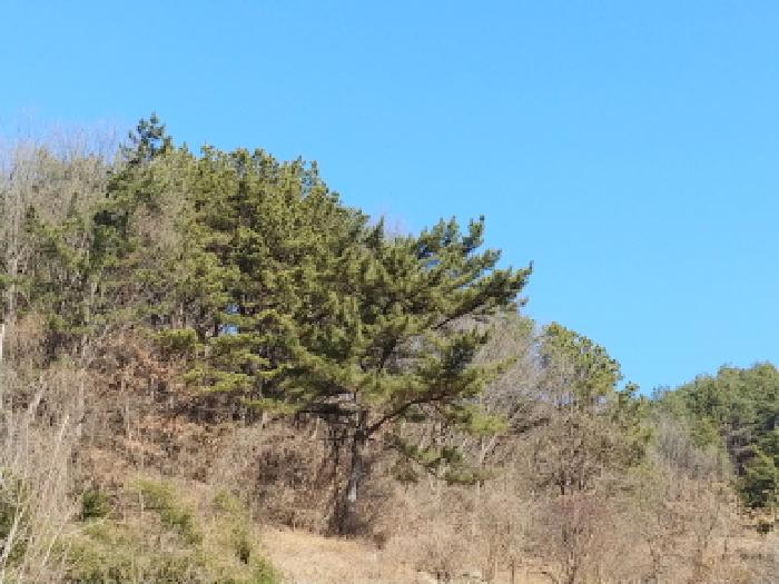 충청남도 금산군 진산면 엄정리 산10 외 7필지 임야 경매 사진 3