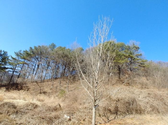 충청남도 금산군 진산면 엄정리 산10 외 7필지 임야 경매 사진 4