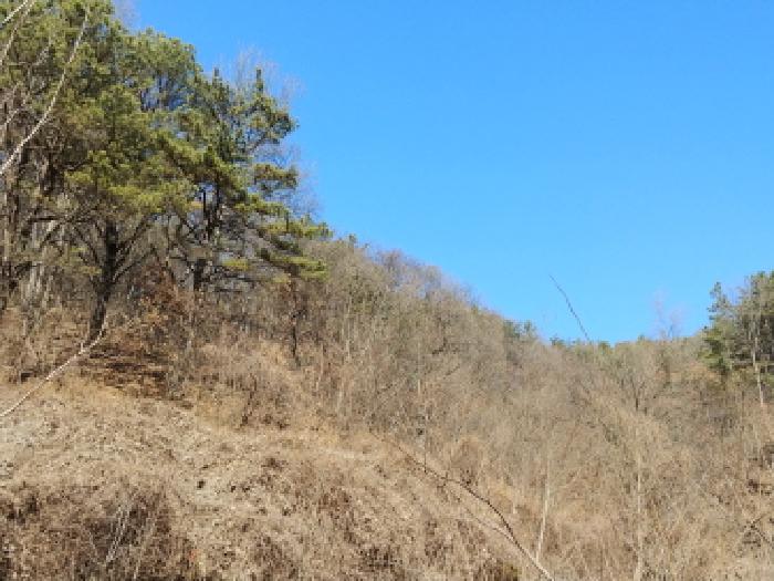 충청남도 금산군 진산면 엄정리 산10 외 7필지 임야 경매 사진 5