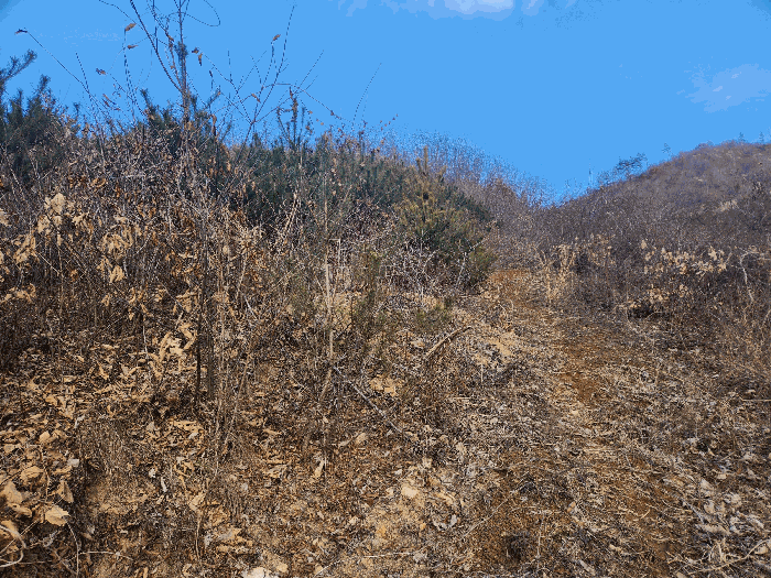 충청남도 금산군 진산면 엄정리 산10 외 7필지 임야 경매 사진 41