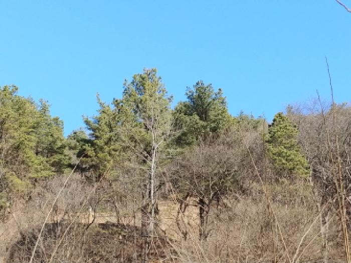 충청남도 금산군 진산면 엄정리 산10 외 7필지 임야 경매 사진 6