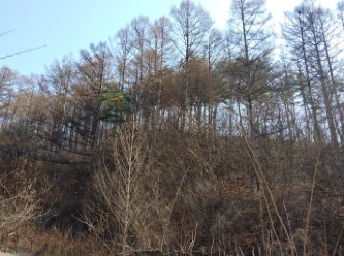 충청남도 금산군 진산면 엄정리 산10 외 7필지 임야 경매 사진 8
