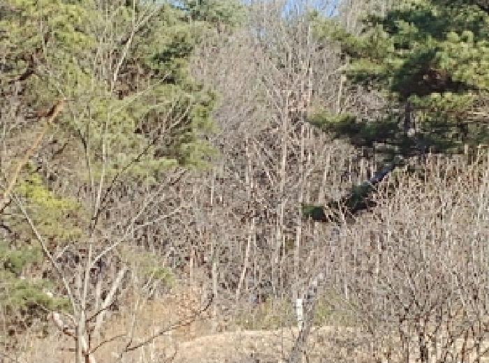 충청남도 금산군 진산면 엄정리 산10 외 7필지 임야 경매 사진 10