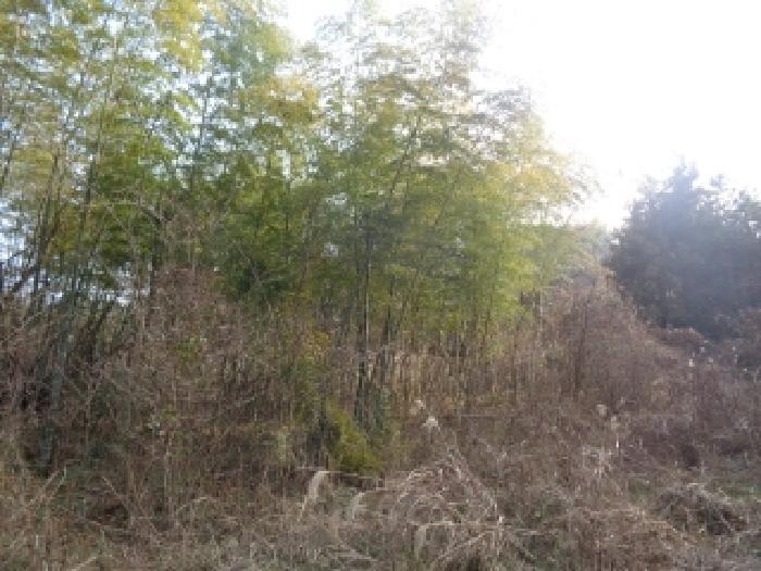 제주특별자치도 제주시 아라일동 407 외 3필지 임야 경매 사진 3