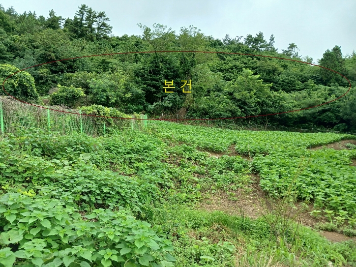 전라남도 신안군 도초면 이곡리 1427 전 경매 사진 2