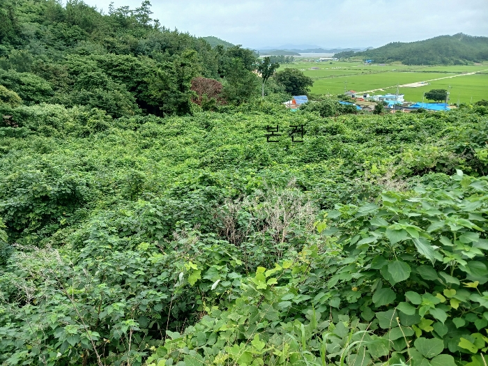 전라남도 신안군 도초면 이곡리 1458 전 경매 사진 1