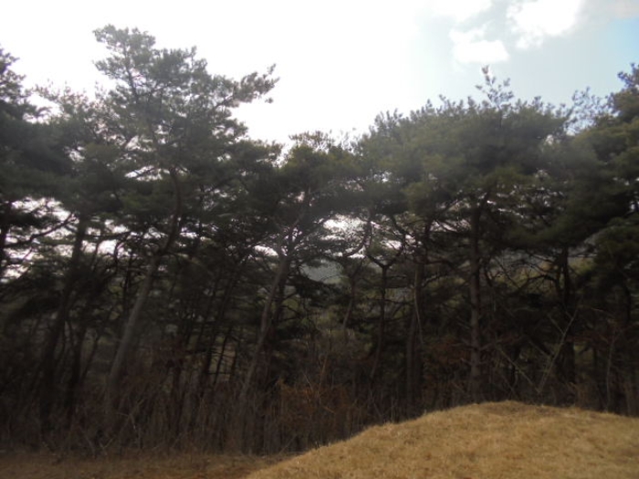 충청북도 음성군 음성읍 용산리 산11-3 외 3필지 임야 경매 사진 3