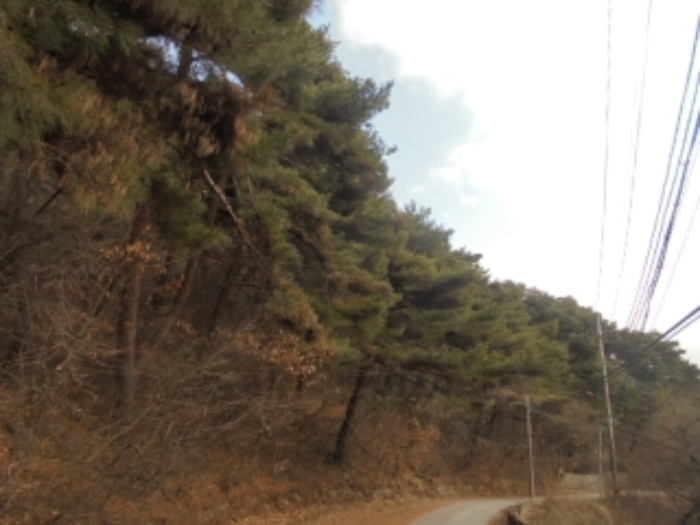 충청북도 음성군 음성읍 용산리 산11-23 임야 경매 사진 1