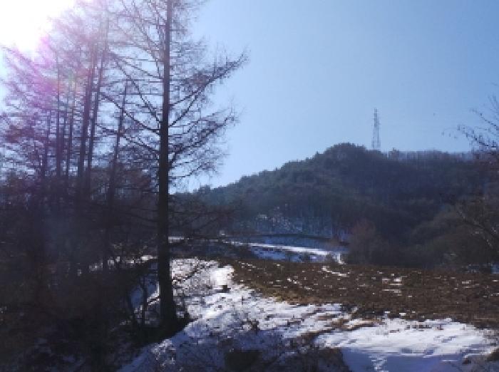 강원특별자치도 평창군 대관령면 횡계리 산453-11 임야 경매 사진 4