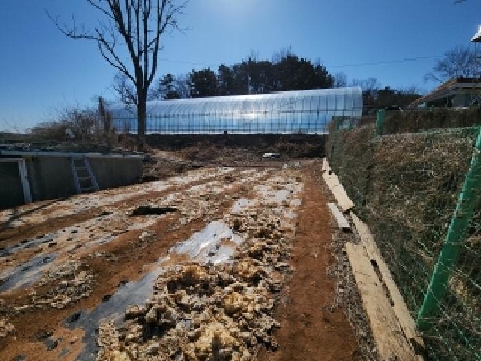 인천광역시 중구 을왕동 445 외 1필지 전 경매 사진 5