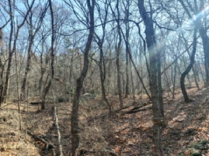 경기도 용인시 기흥구 영덕동 산139-3 외 1필지 임야 경매 사진 5