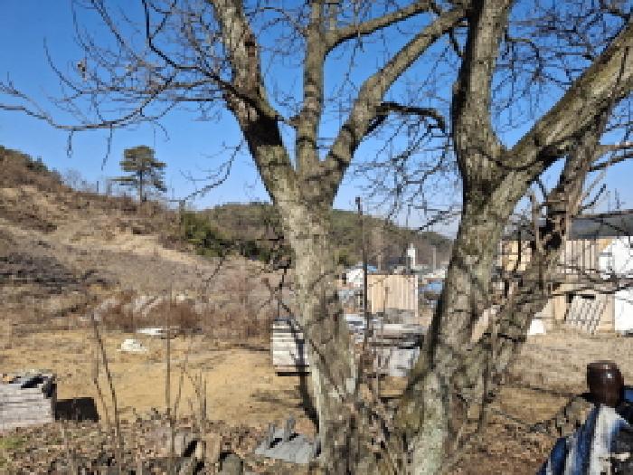대전광역시 서구 오동 314 외 4필지 단독주택 경매 사진 84