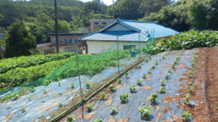 경상남도 거제시 연초면 천곡리 222-3 외 1필지 전 경매 사진 4