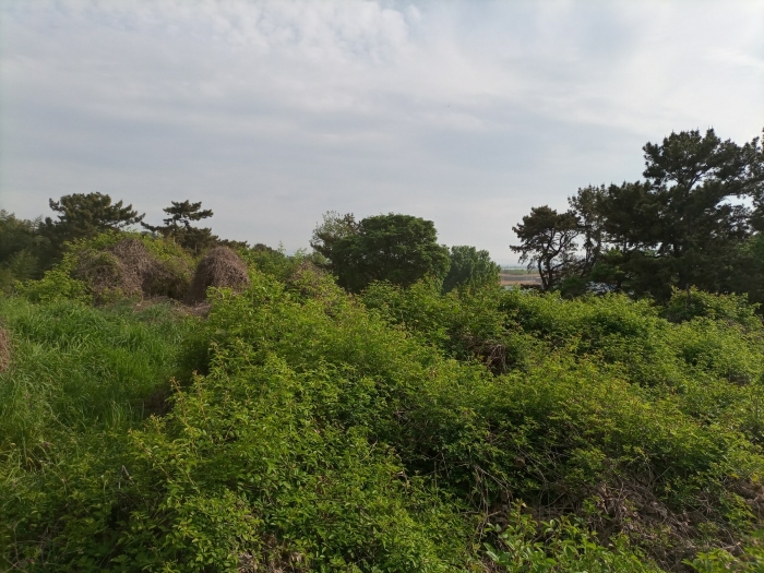 경상남도 밀양시 하남읍 양동리 134 외 1필지 전 경매 사진 10