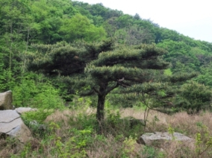 경상북도 영주시 봉현면 한천리 463-4 외 1필지 도로 경매 사진 5
