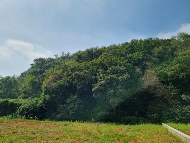 경기도 화성시 서신면 홍법리 17-7 외 4필지 임야 경매 사진 10