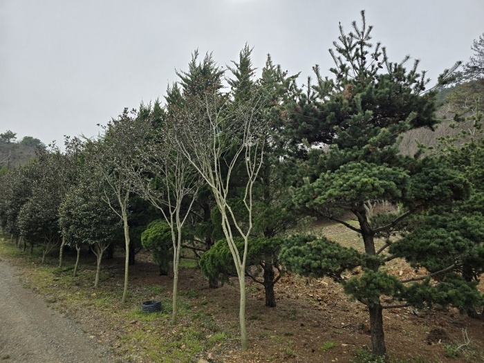 전북특별자치도 군산시 옥구읍 선제리 639-4 외 2필지 단독주택 경매 사진 65