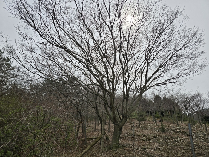 전북특별자치도 군산시 옥구읍 선제리 639-4 외 2필지 단독주택 경매 사진 77