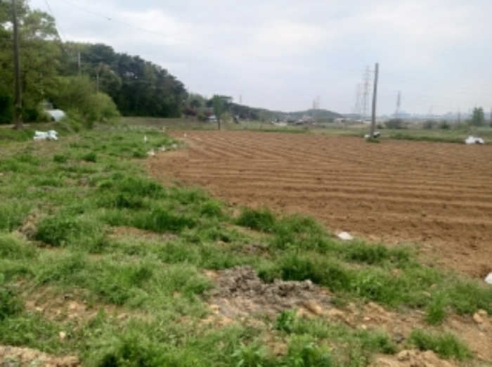 충청남도 당진시 송악읍 월곡리 99-1 외 1필지 답 경매 사진 2