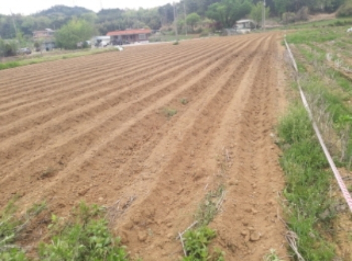 충청남도 당진시 송악읍 월곡리 99-1 외 1필지 답 경매 사진 7
