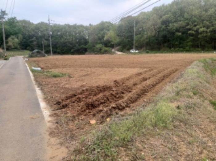 충청남도 당진시 송악읍 월곡리 99-1 외 1필지 답 경매 사진 9