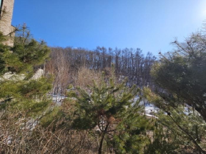 경기도 용인시 처인구 양지면 평창리 산47 외 3필지 임야 경매 사진 2