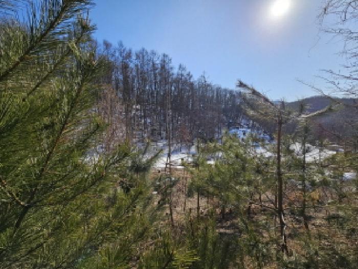 경기도 용인시 처인구 양지면 평창리 산47 외 3필지 임야 경매 사진 3