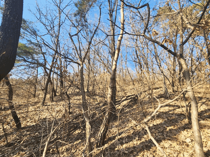 경기도 성남시 중원구 도촌동 산9 임야 경매 사진 34