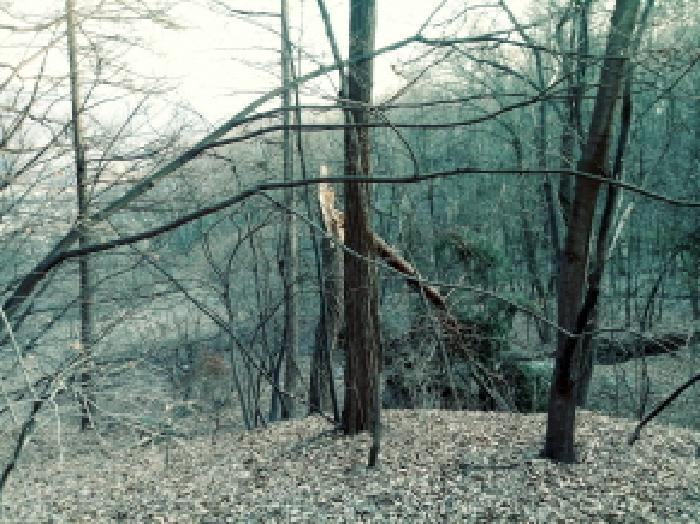 경기도 안성시 삼죽면 내강리 157-1 대지 경매 사진 5