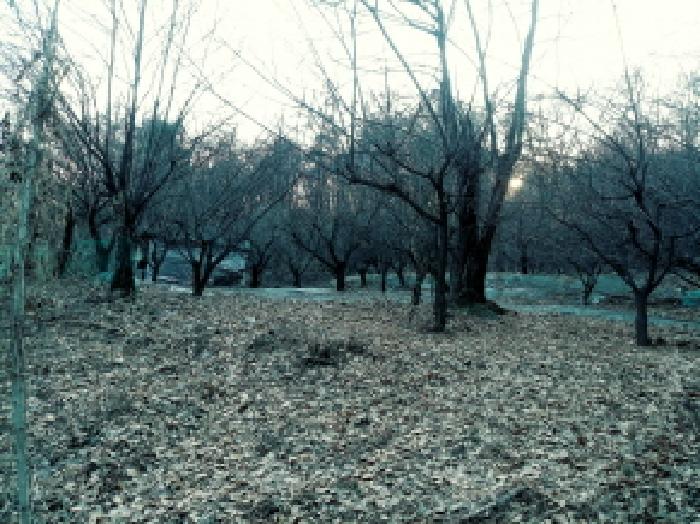 경기도 안성시 삼죽면 내강리 157-1 대지 경매 사진 10