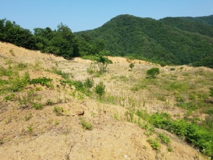 강원특별자치도 홍천군 서면 두미리 산36 외 10필지 임야 경매 사진 5